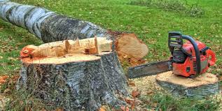 Best Tree Mulching  in Woodlynne, NJ