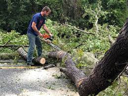 How Our Tree Care Process Works  in  Woodlynne, NJ