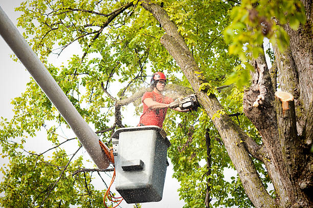 Best Fruit Tree Pruning  in Woodlynne, NJ