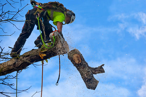 Best Lawn Maintenance Plans  in Woodlynne, NJ